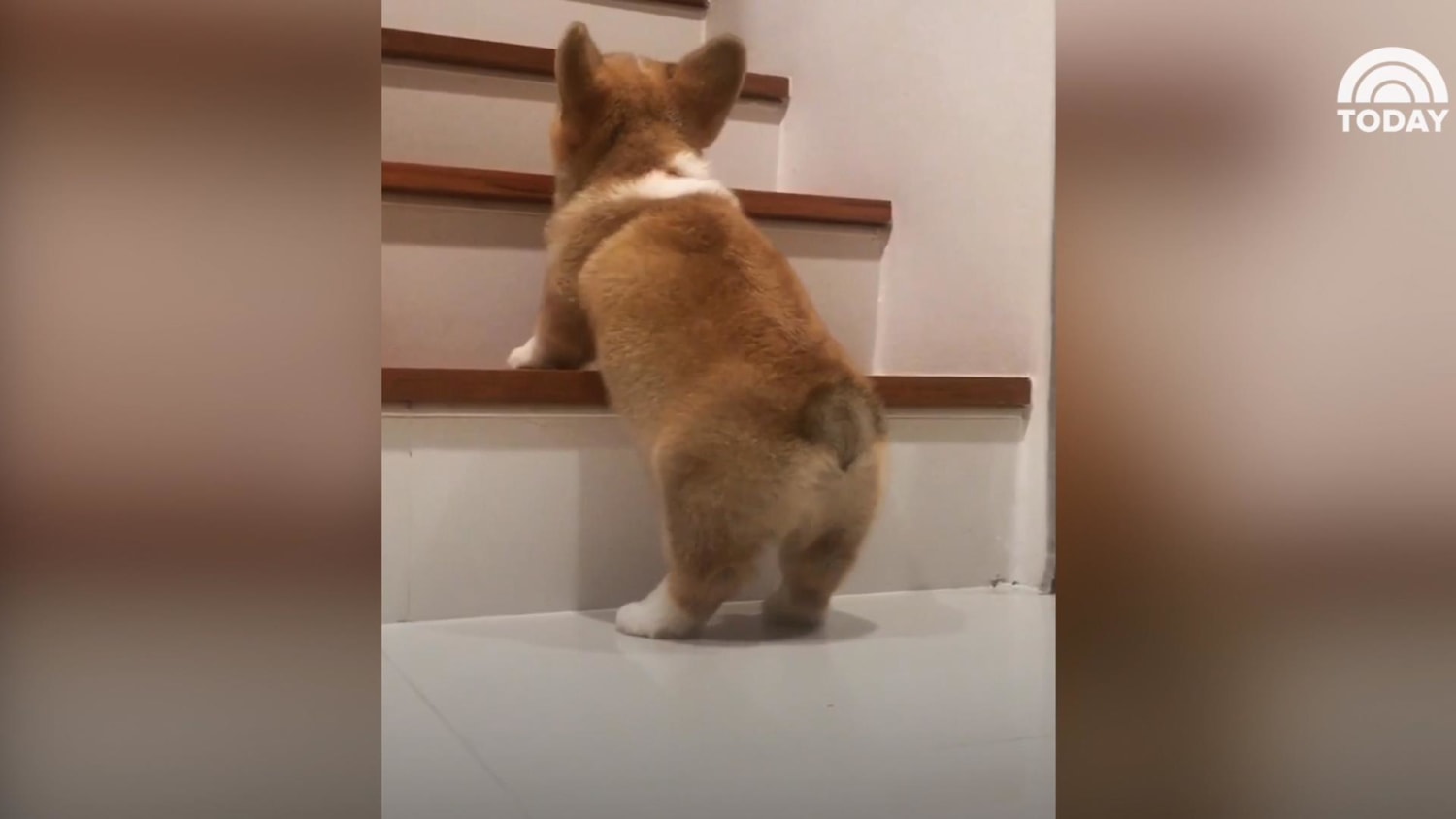 Corgi pup won t give up until he climbs these stairs