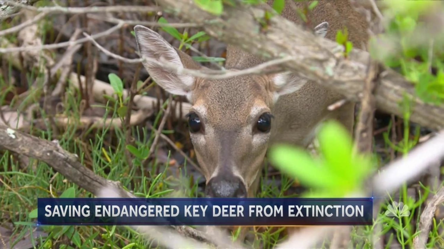 Saving Key Deer Means New Relationships With Wild Animals