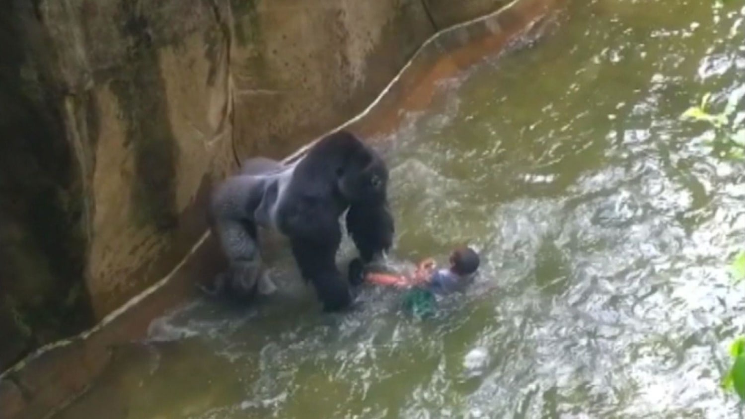 USDA Report: Cincinnati Zoo's Gorilla Barrier Was Noncompliant