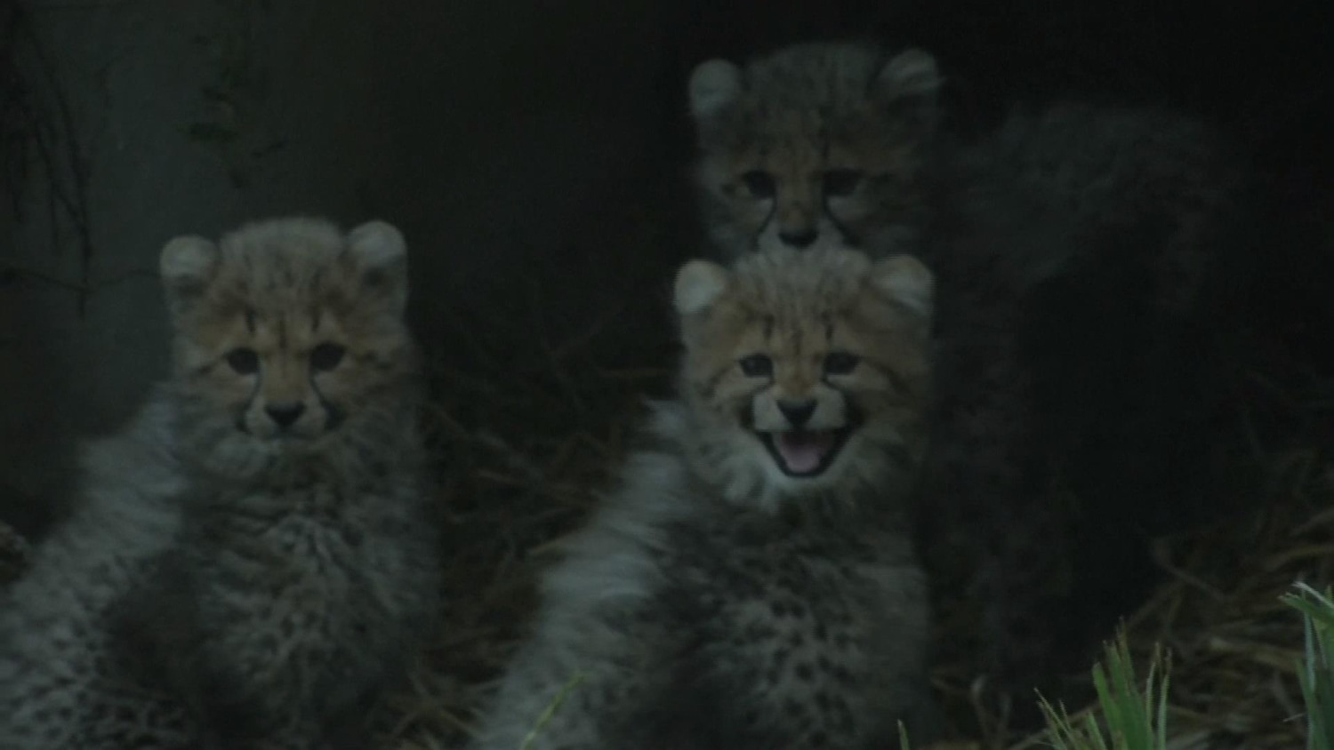 Mark Segal　Cheetah　絶滅危惧種　アフリカ Amazon.com: Mark Segal: Cheetah: 9788862085236: Segal, Mark