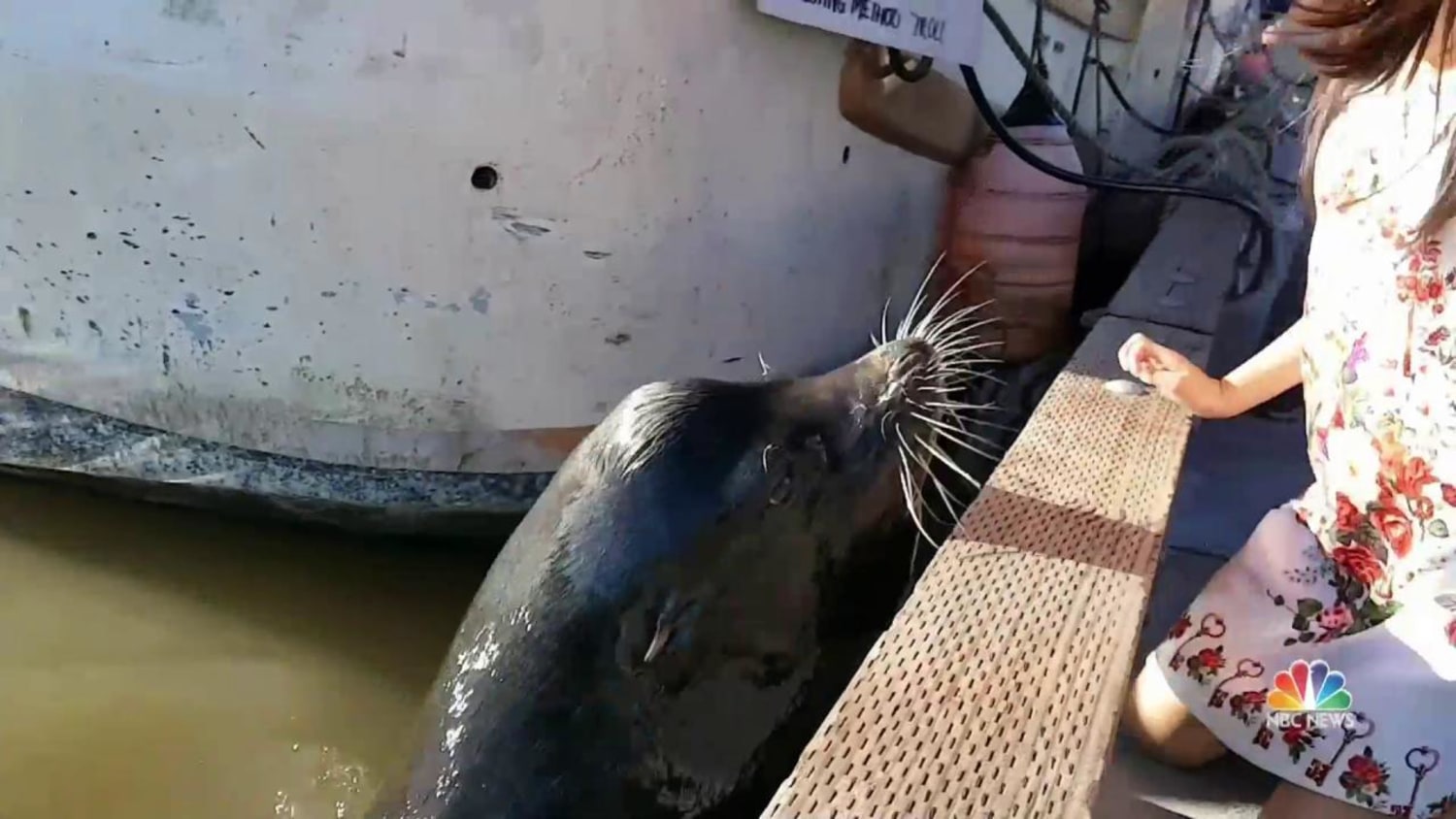 Girl Pulled Into Water by Sea Lion Treated for Seal Finger Infection