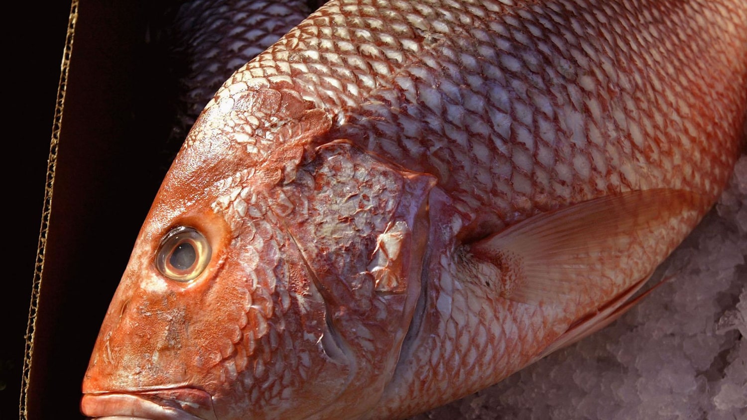 Fish Scales the Inspiration for Creating More Durable Clothing