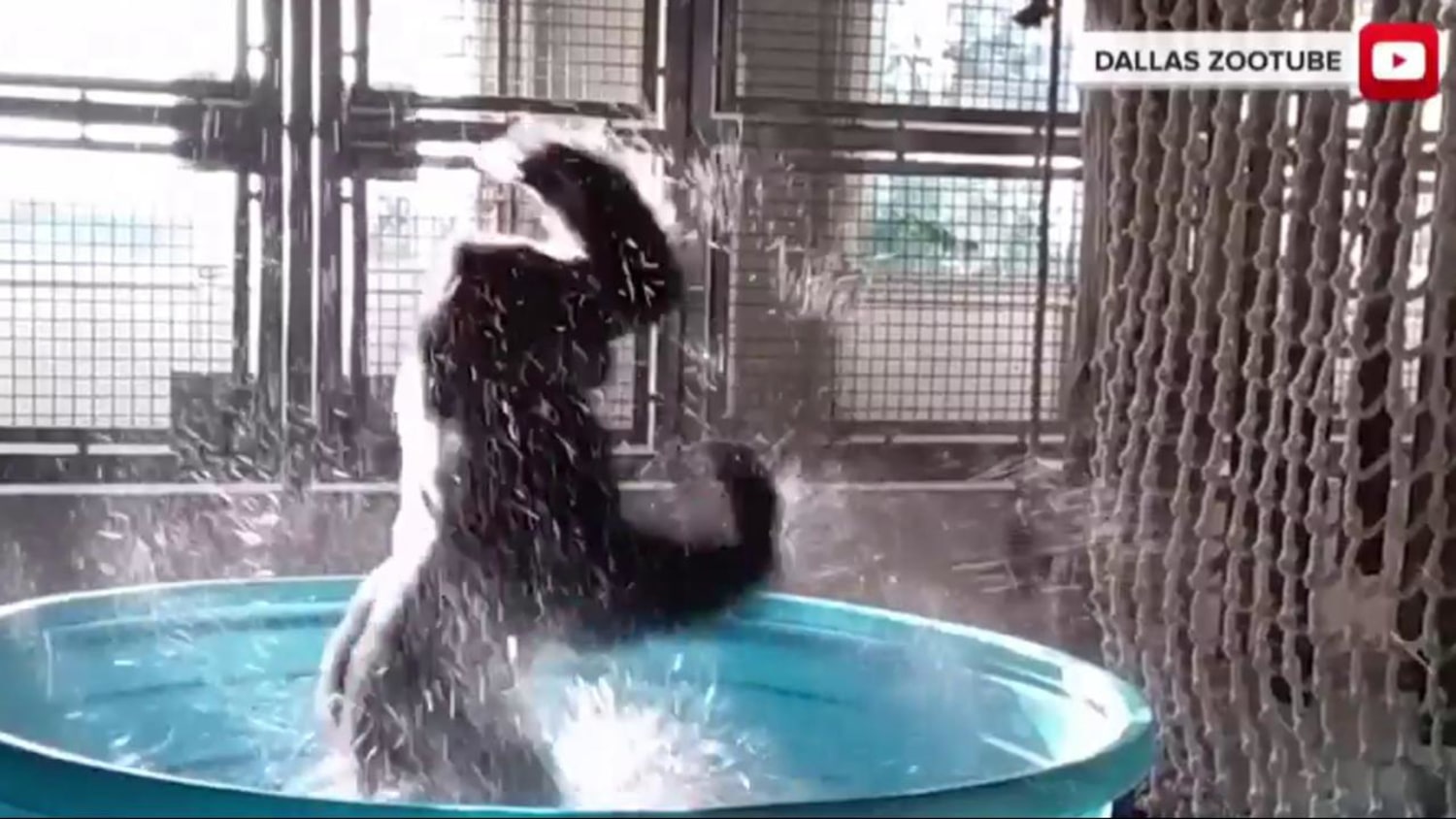 Juno the Beluga, Zola the Gorilla, More Musical Mammals: Watch Video