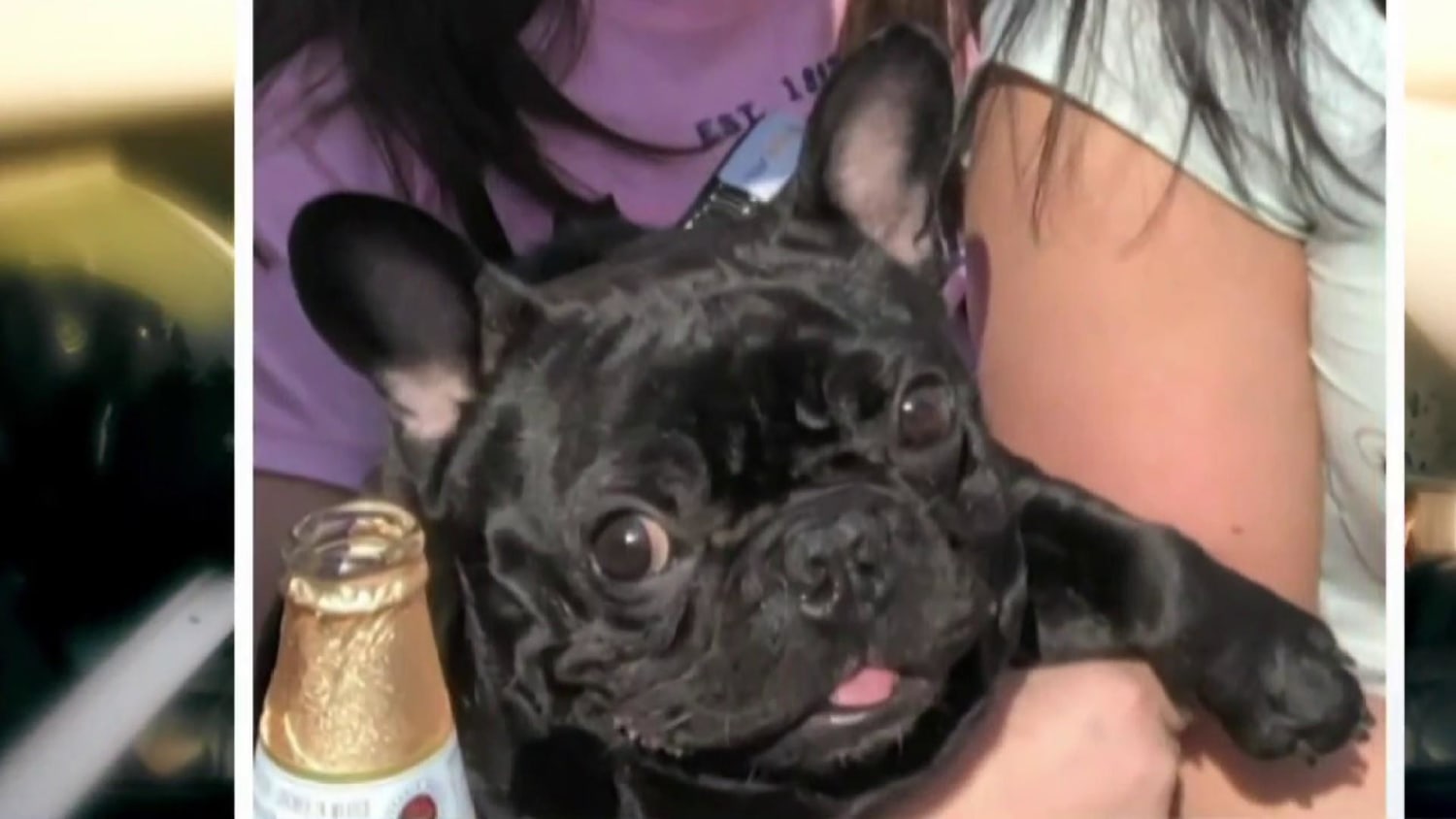 Dog dies after passenger forced to put dog in overhead bin
