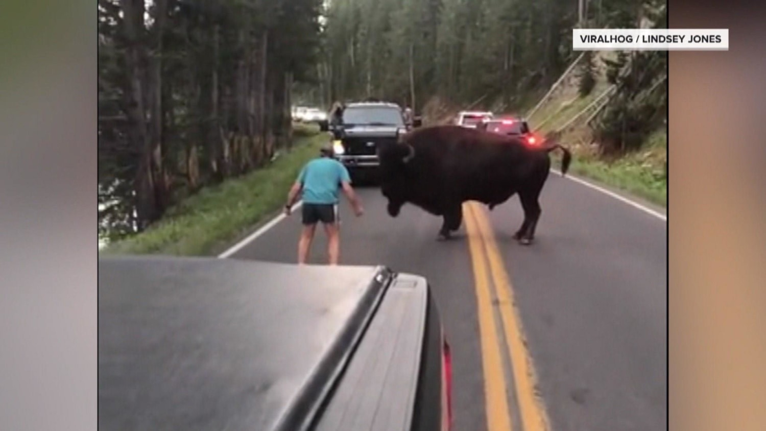 Man who taunted bison in Yellowstone National Park sentenced to 130 days in jail