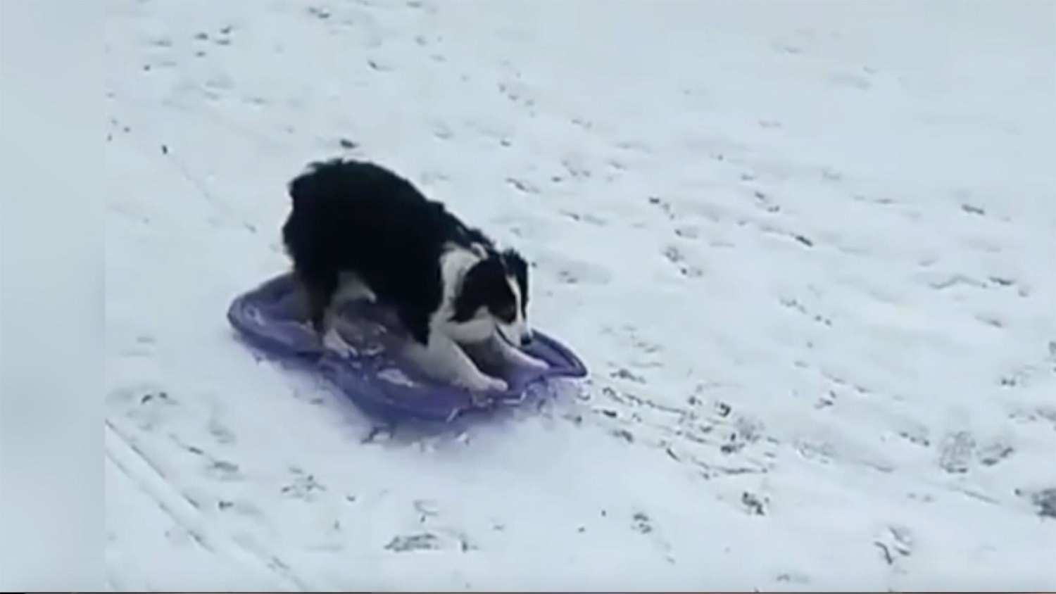 This incredible dog is sledding down a snowy hill all on her own
