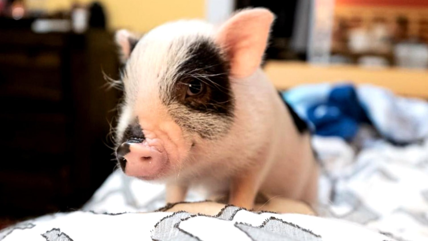 Woman adopts adorable 6-month-old pig in heartwarming story