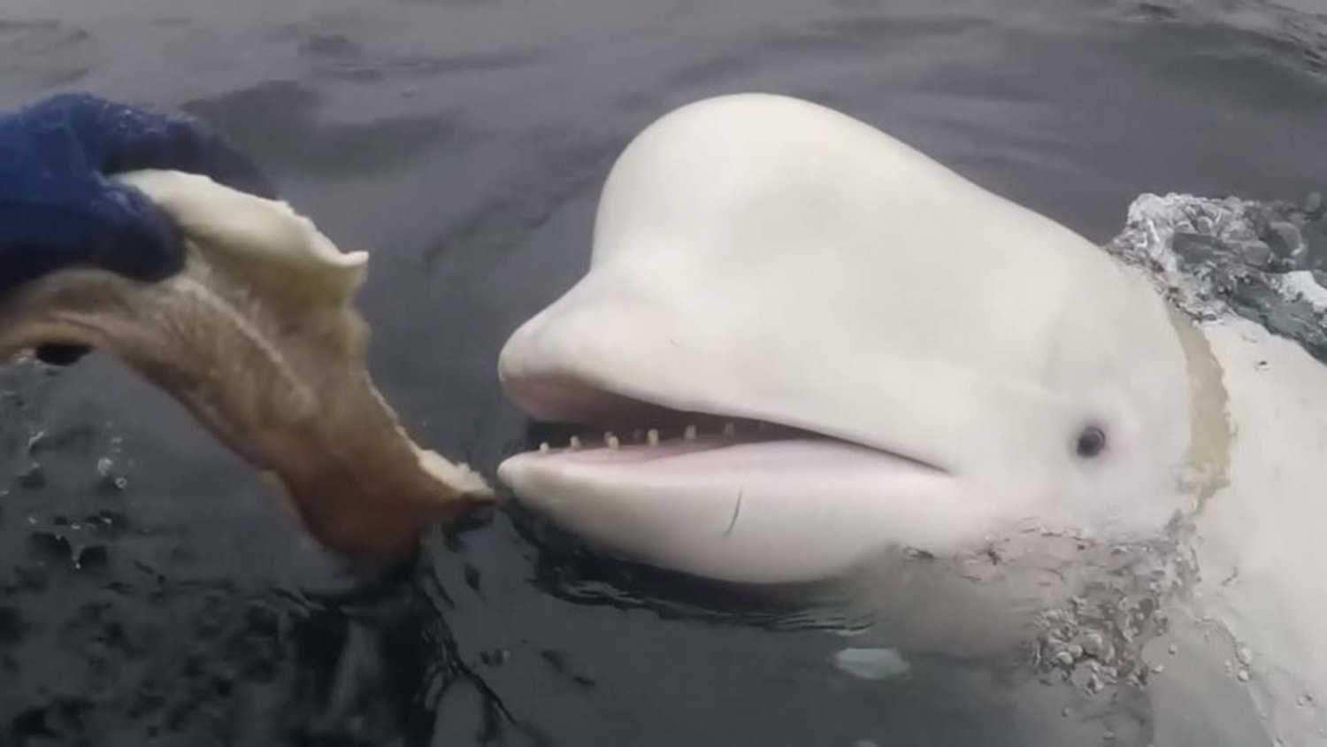 A Russian 'spy whale' is having too much fun to leave Norway