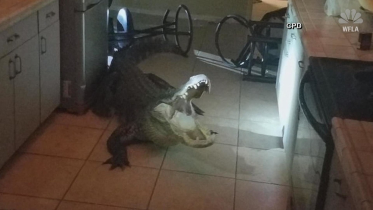 Florida woman finds 11-foot alligator in kitchen