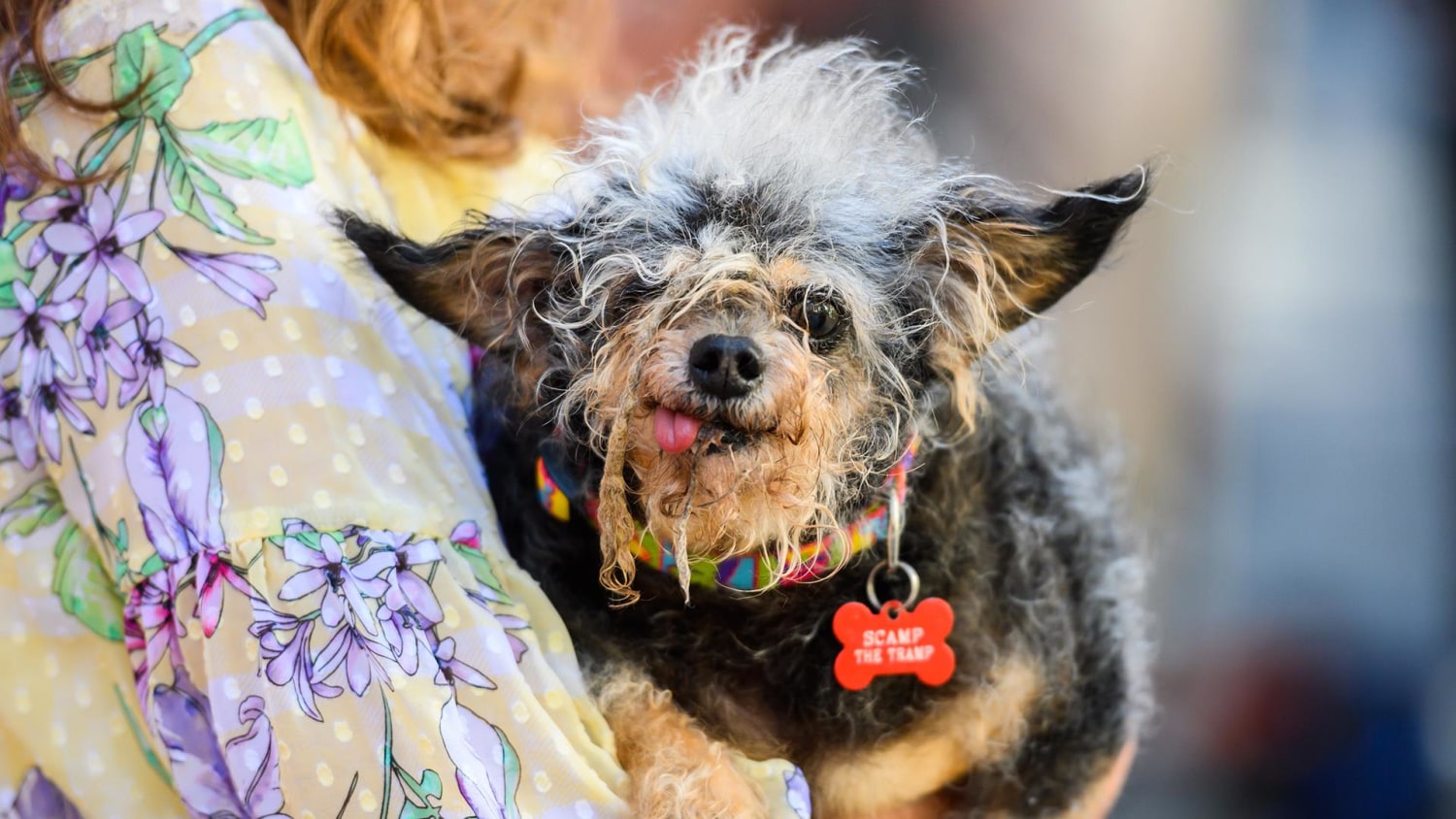 Scamp the Tramp crowned as World s Ugliest Dog
