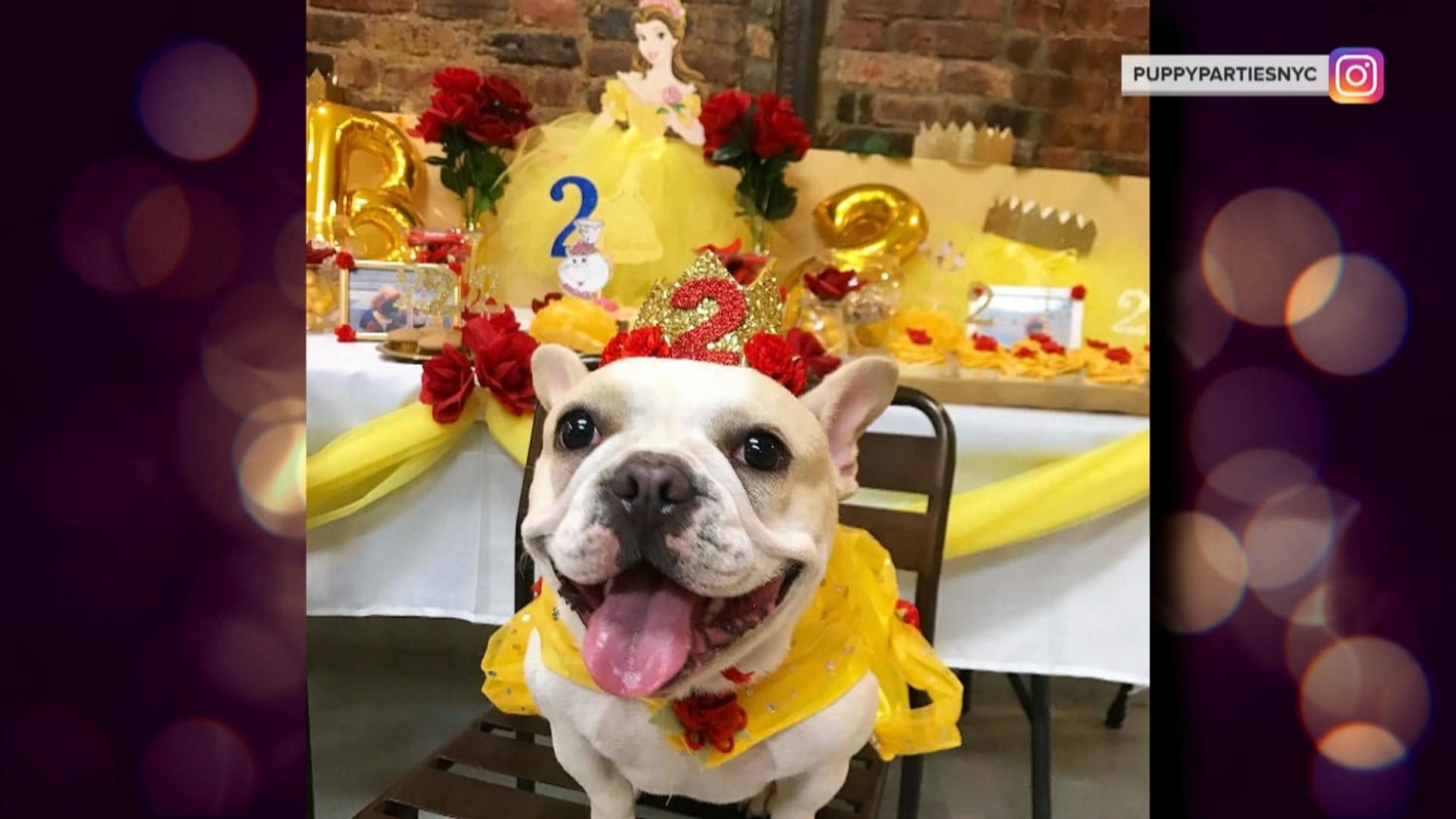 Puppy party today show online