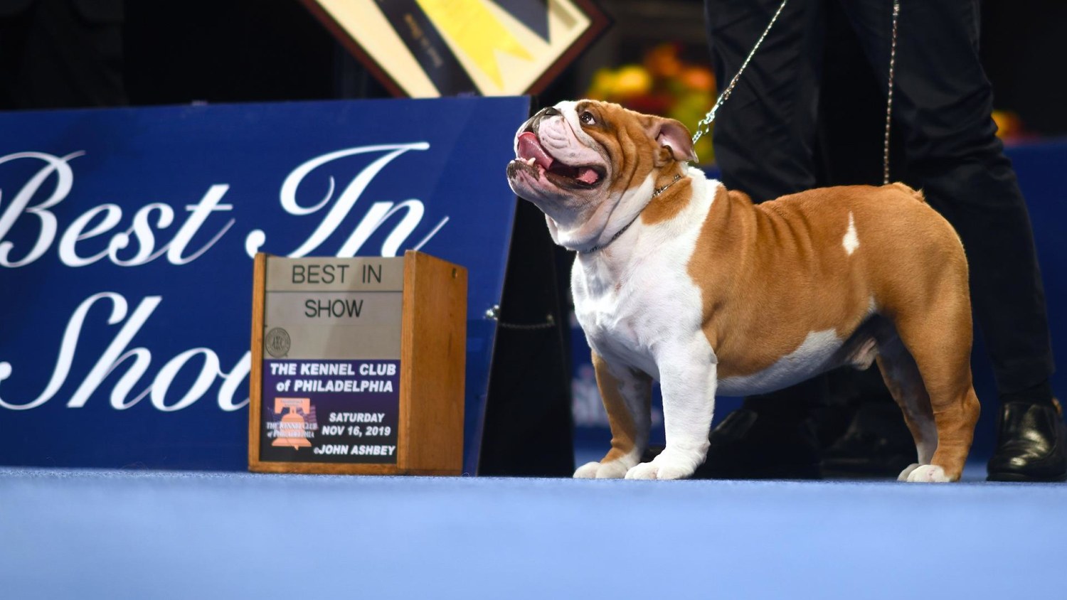 Meet Thor a very good boy and Best in Show