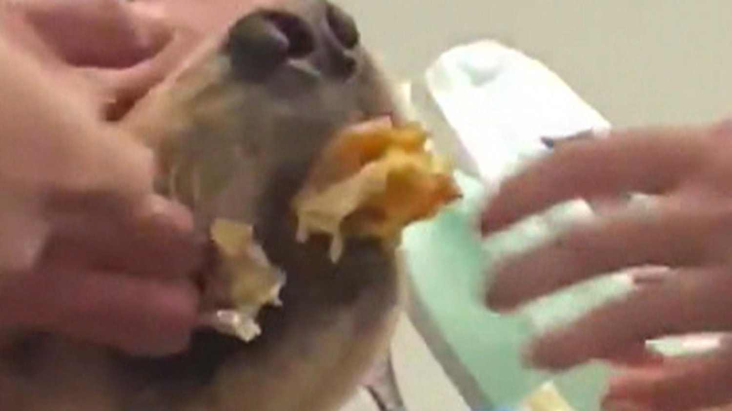 Elizabeth Warren S Dog Steals A Burrito And More Highs And Lows