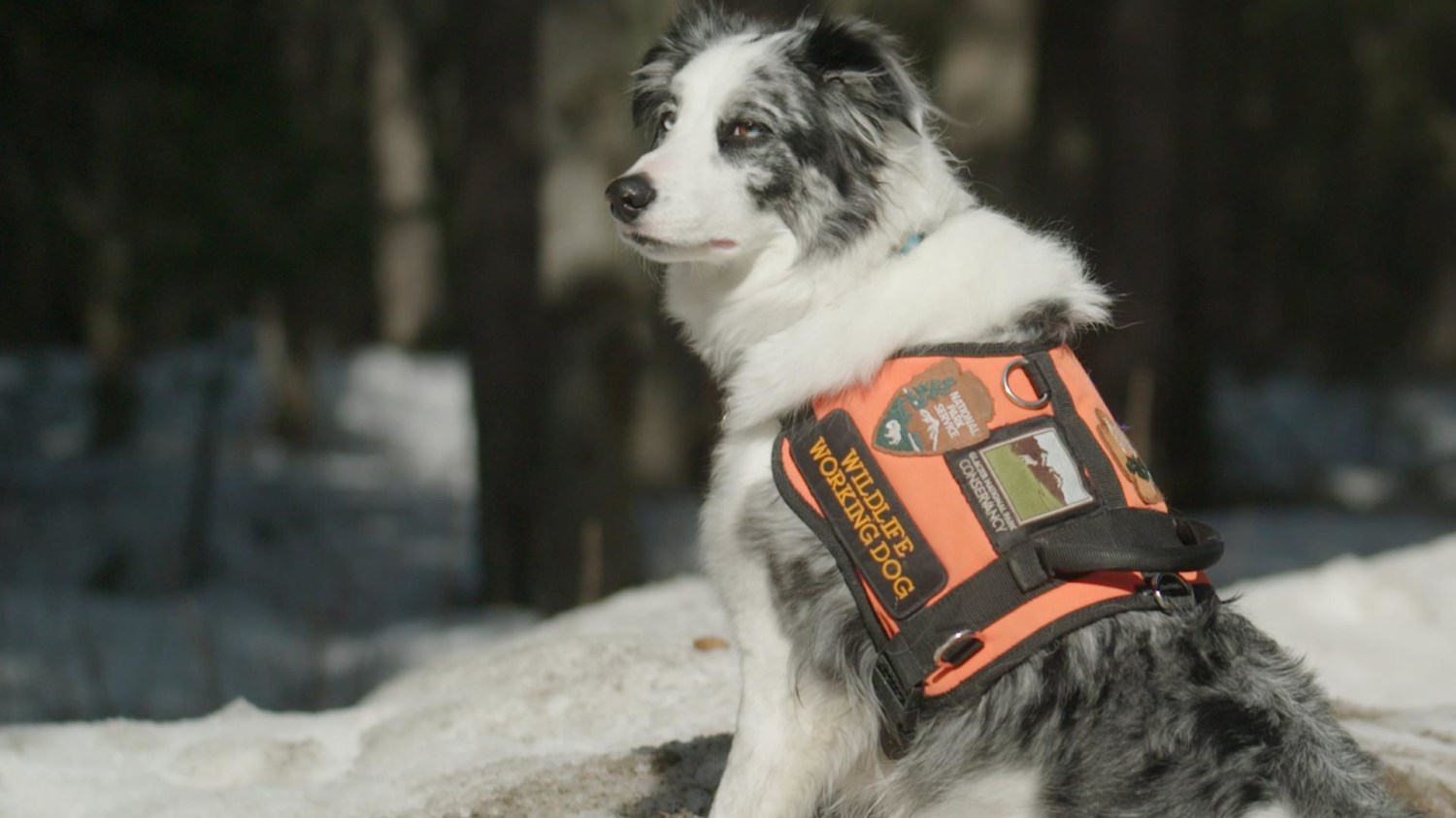 Dog Park Ranger Dog Tee 