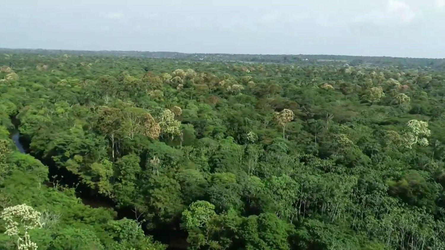 Brazil launches military operations to protect  rainforest