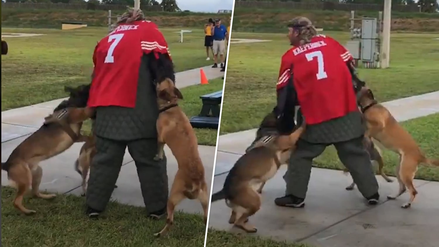 Viral Video Shows Live Target In Colin Kaepernick Jersey Being Attacked By  Military Dogs As Onlookers Laugh