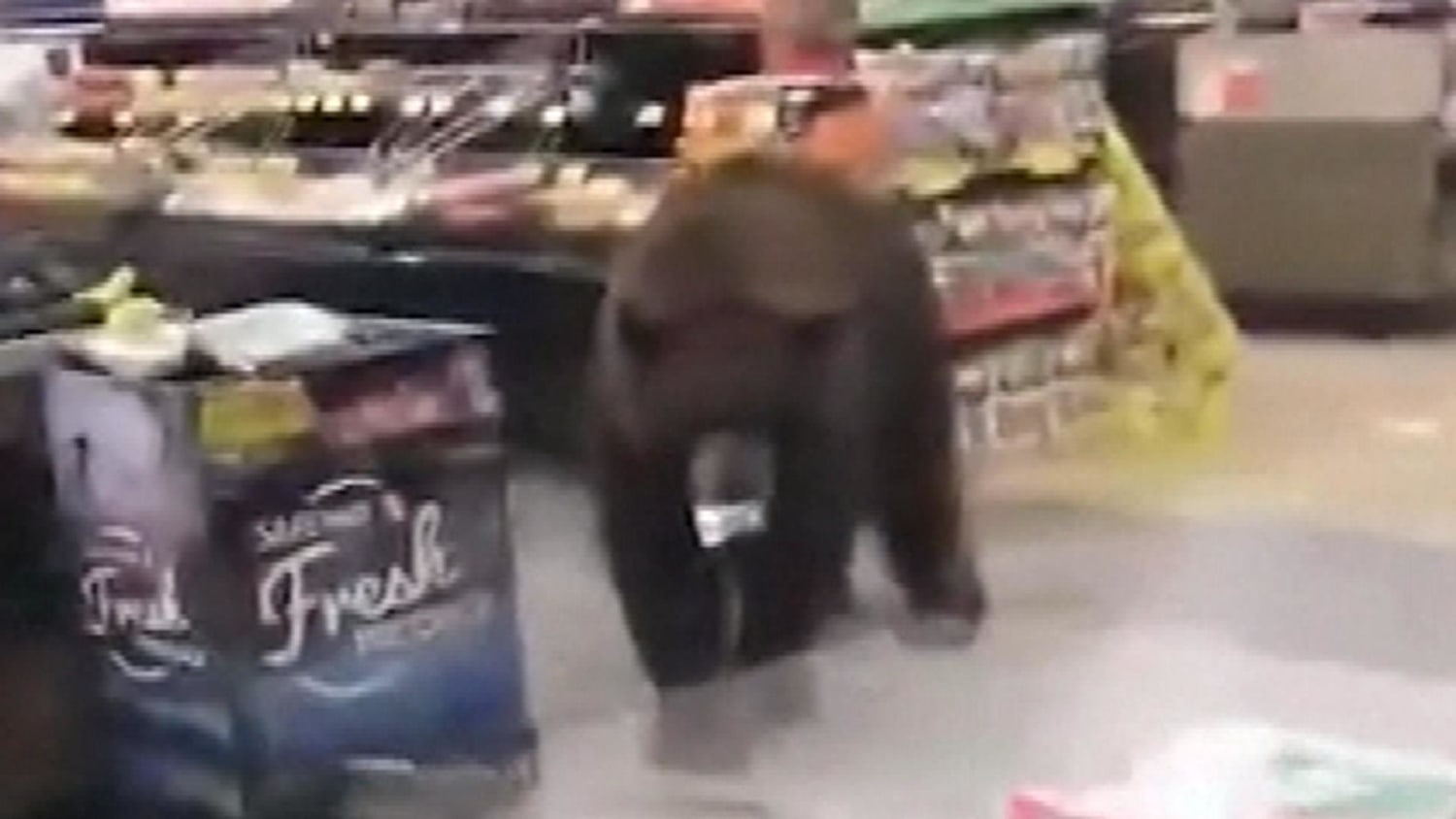 Watch: Bear browses produce aisle in Lake Tahoe supermarket