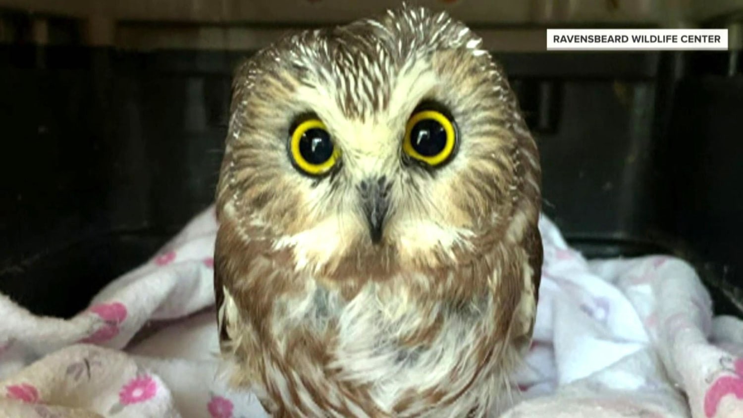 Tiny Owl Rescued From Rockefeller Center Christmas Tree