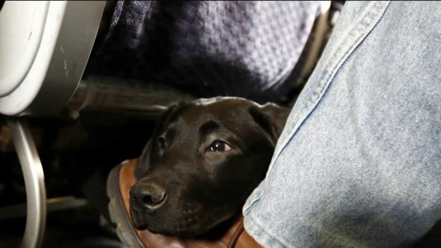 Southwest service animal cheap