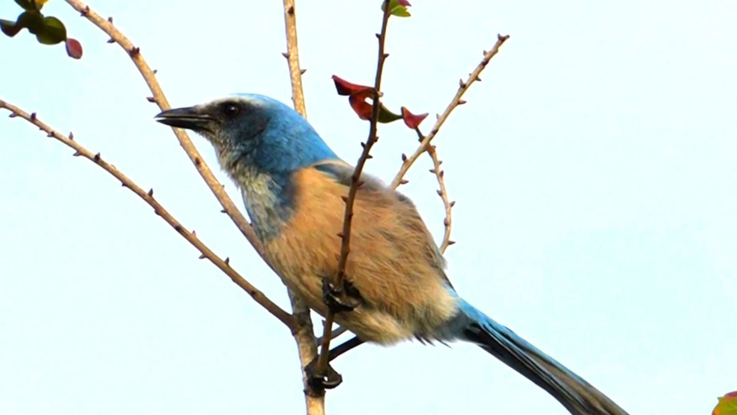 Scientists Don T Know Why Hundreds Of Birds Are Getting Sick And Dying Across The U S