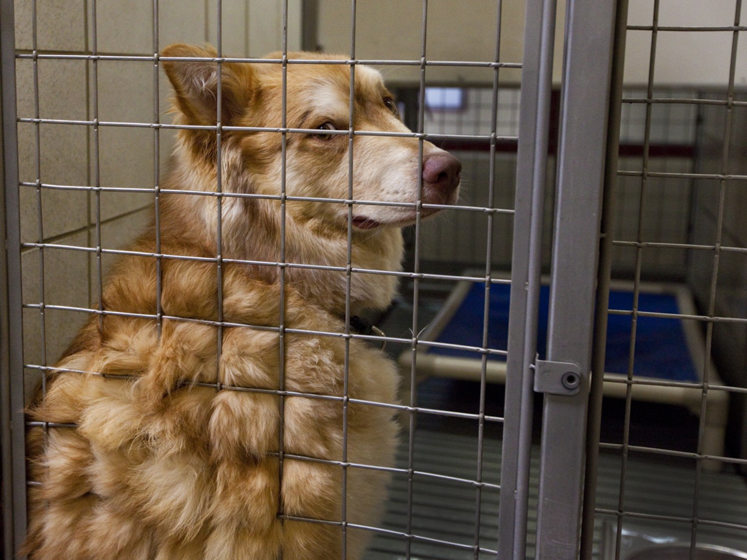 The other evacuees Pets rescued from wildfire