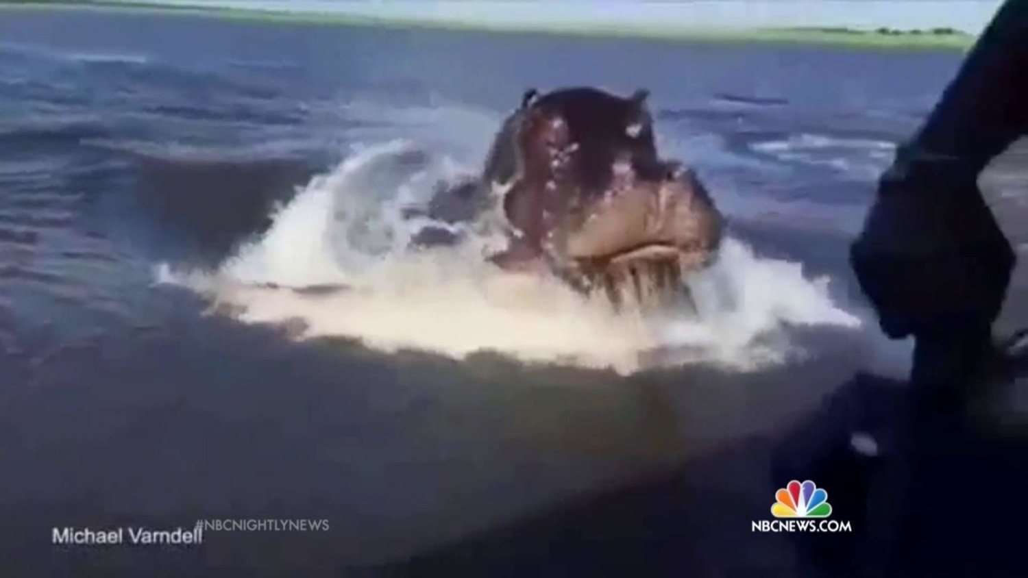 ヒッポ海を渡る　7か国　Hippo Goes Overseas Watch Giant Hippo Chase Speedboat in Zambia