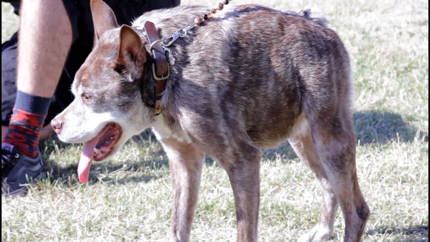 Quasi modo top ugly dog