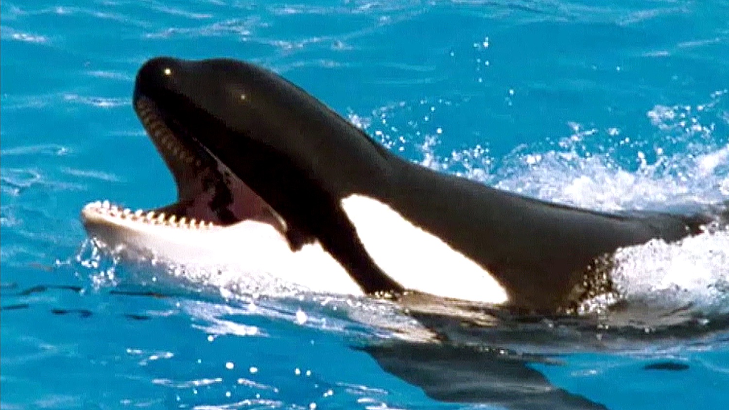 Another baby orca born to J pod — the second this month