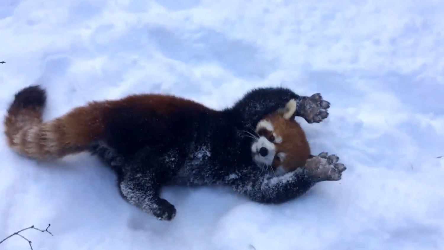 Red Pandas Playing in the Snow Is Your Daily Dose of Cute