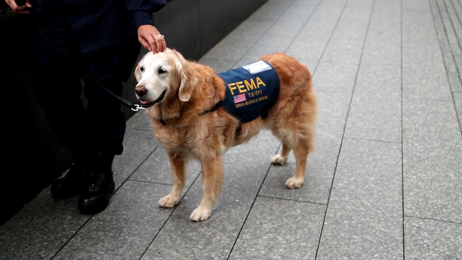 Search And Rescue Dogs 911 Last Known 9/11 Search And Rescue Dog Dies
