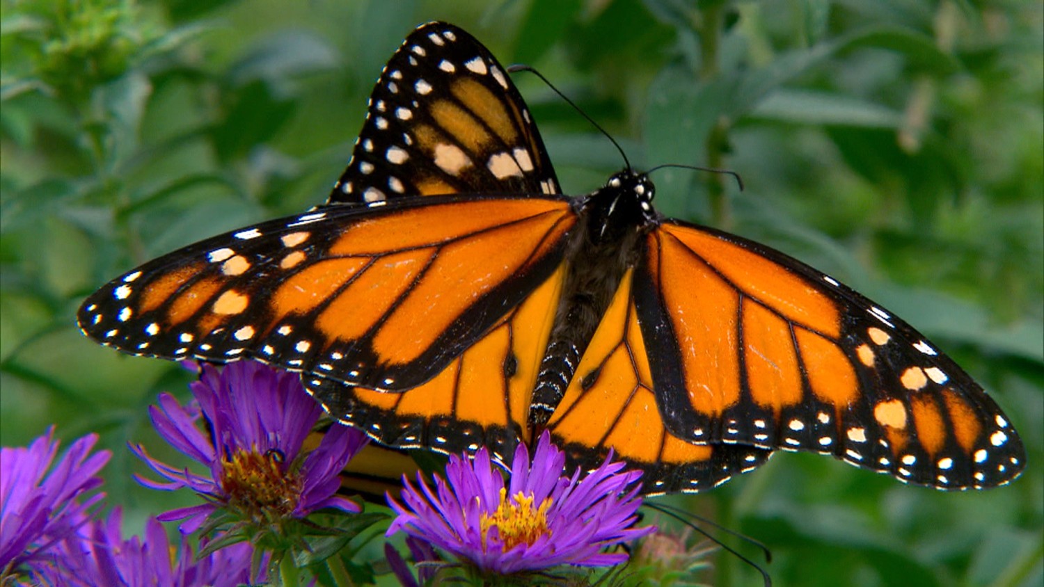 Monarch butterflies' big white spots help them fly better