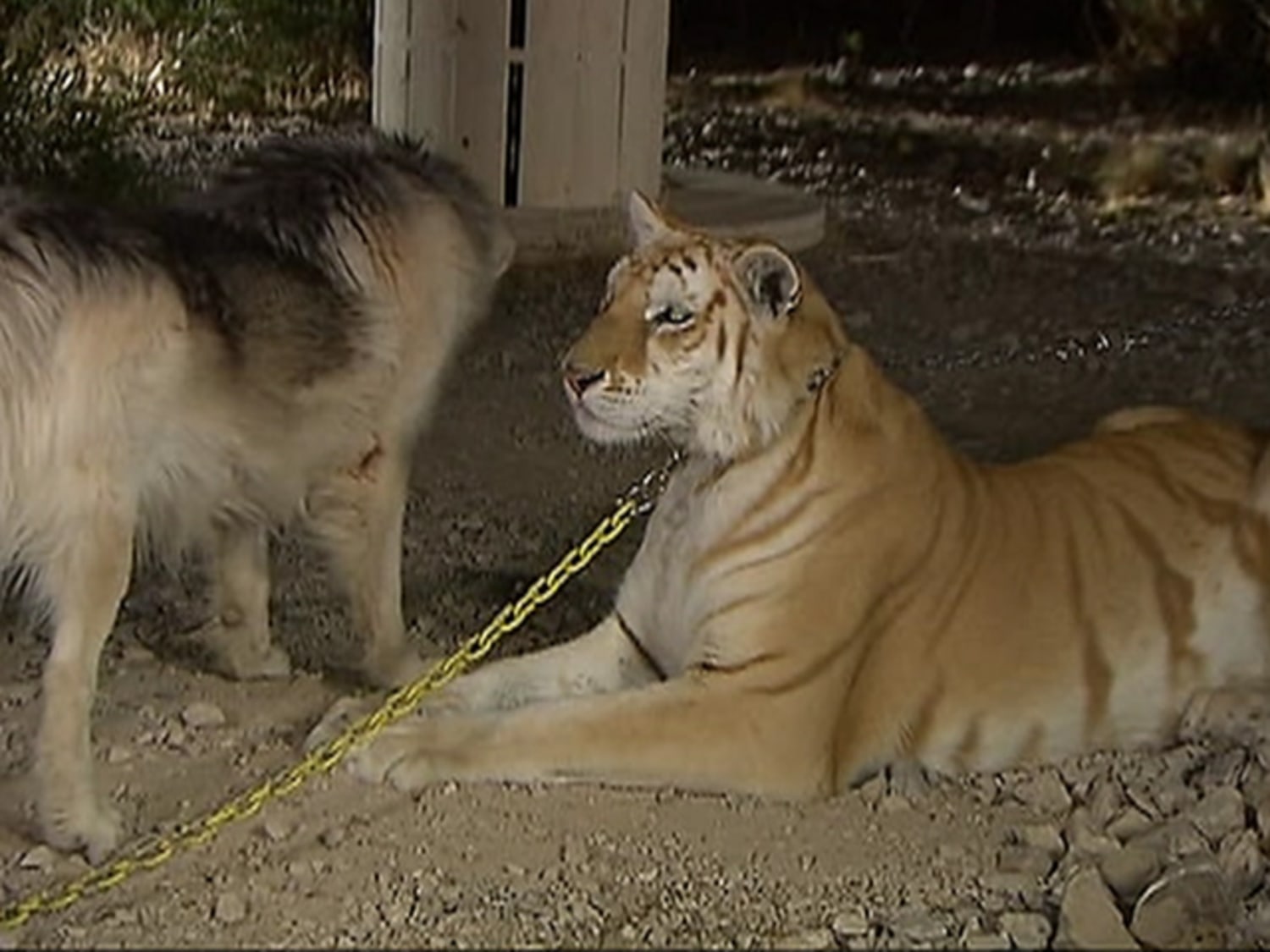 Ohio owner of exotic animals was deep in debt Ohio owner of exotic animals was deep in debt