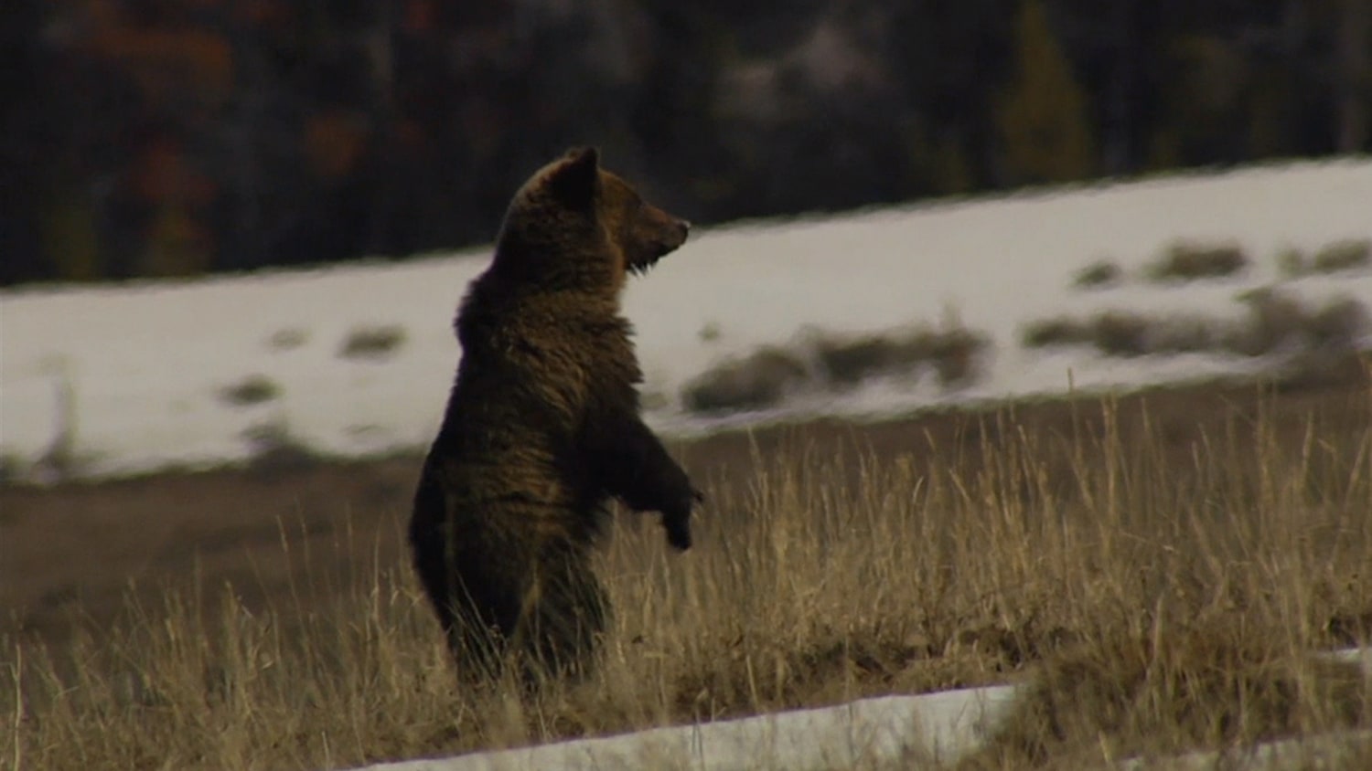 Elephant back on sale loop trail yellowstone