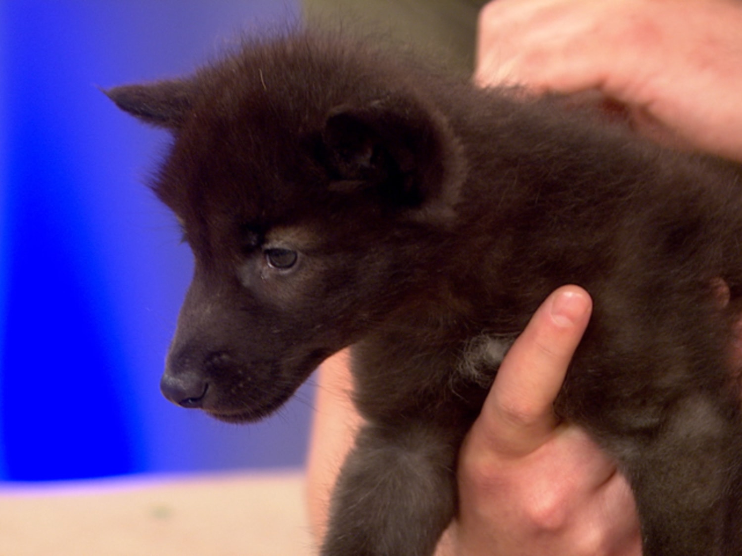 Top 10 what dog can beat a wolf You Need To Know