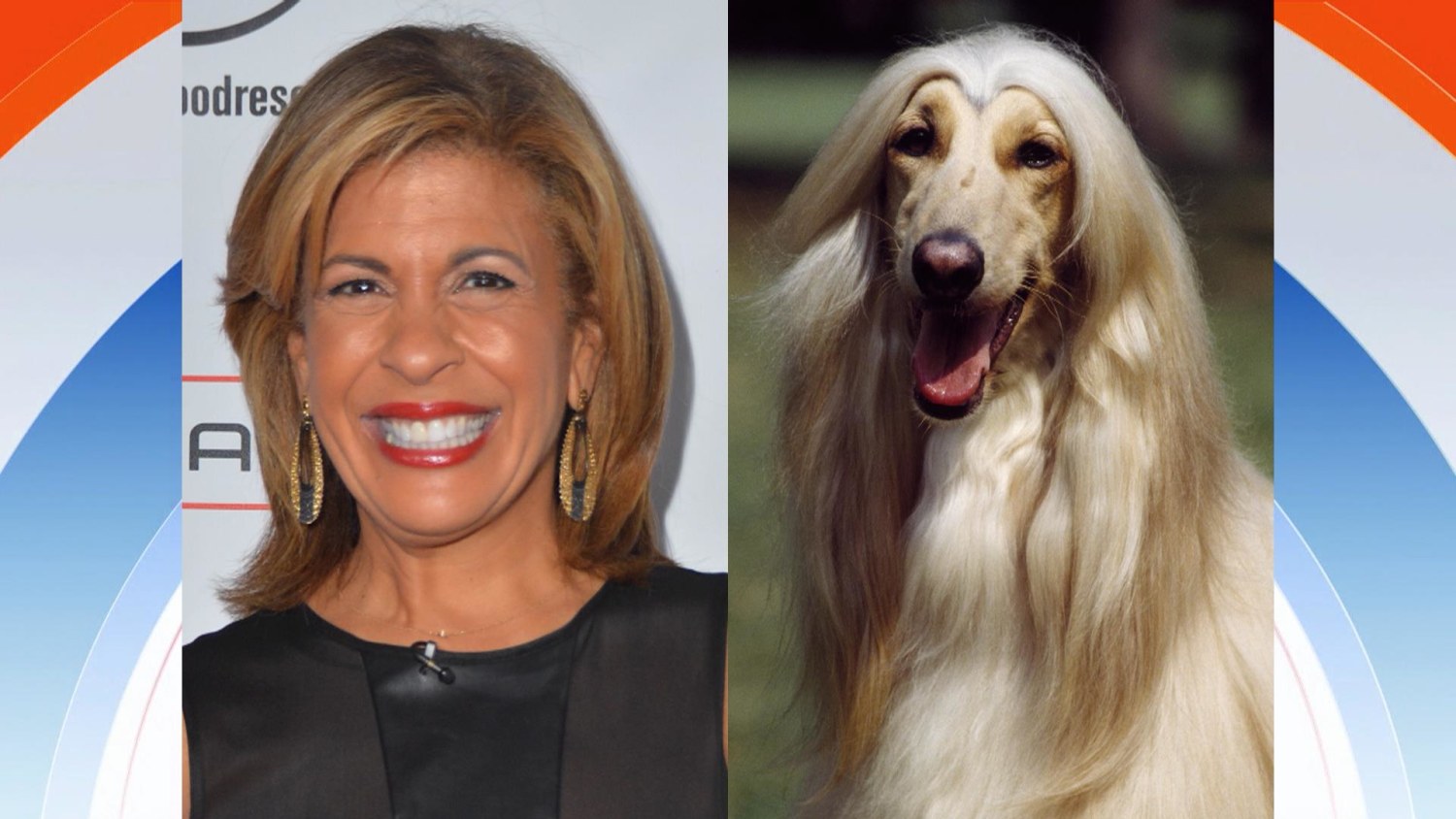 What top dog net