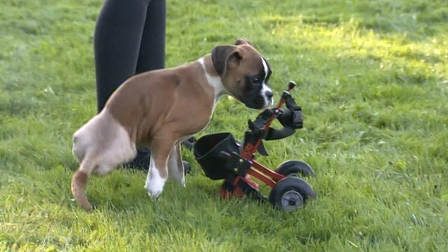 Amanda to hotsell the rescue boxer
