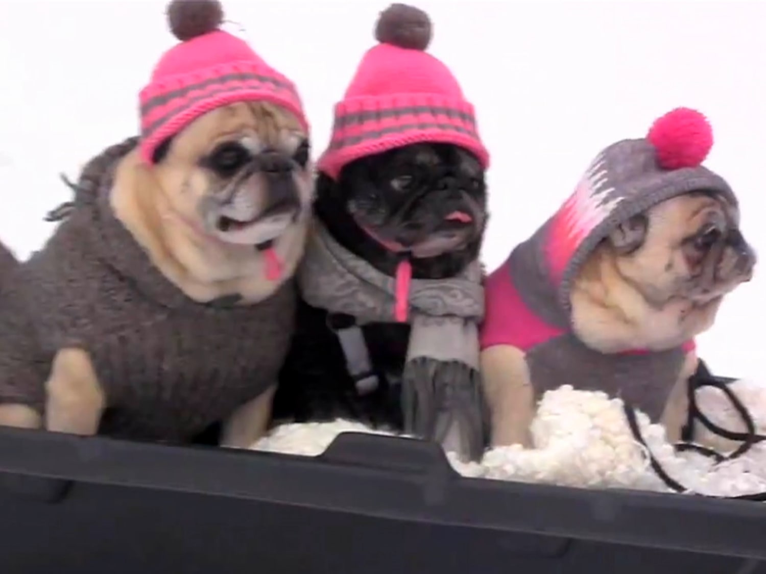 Dressed for snow adorable pugs go sledding