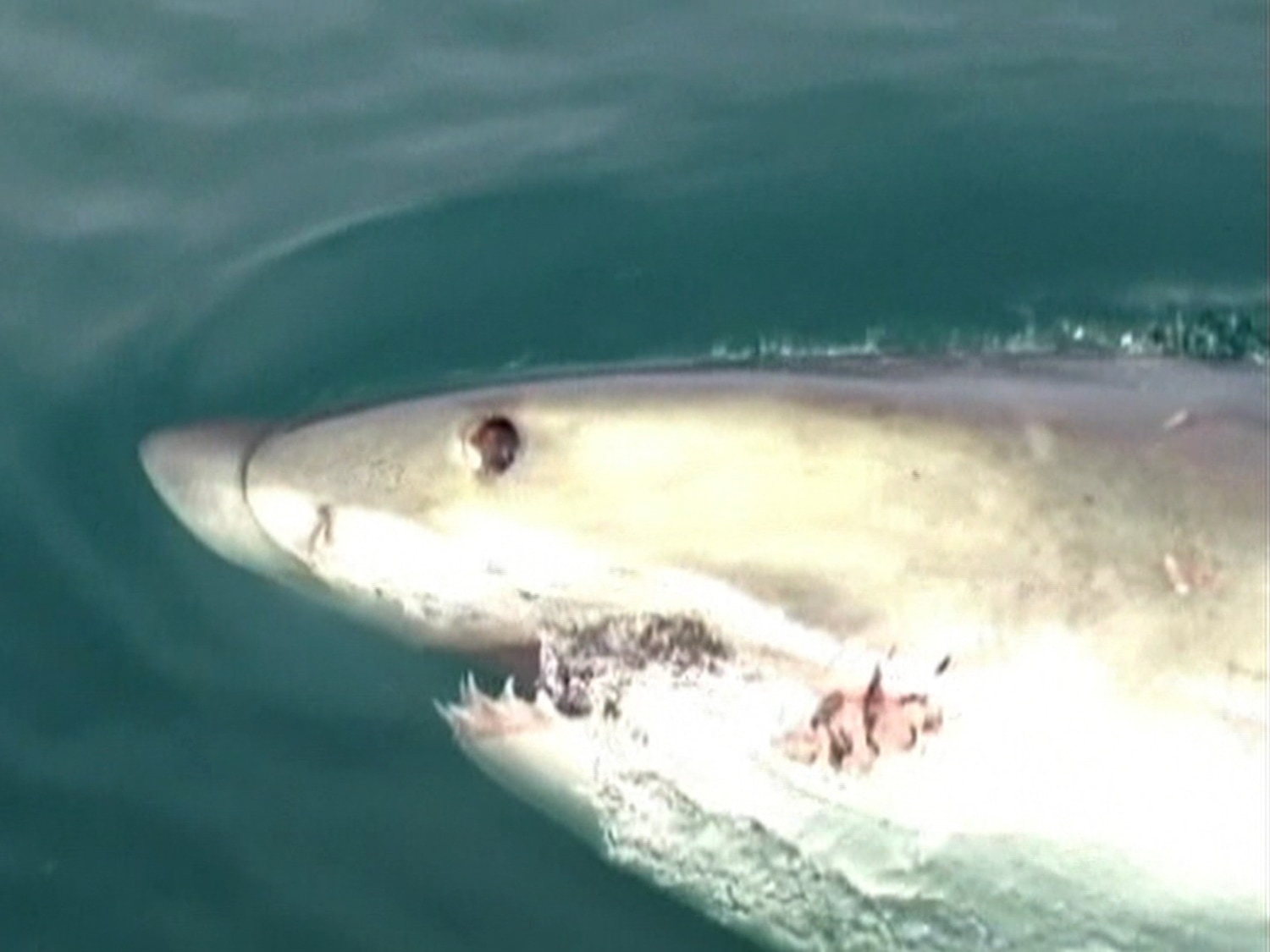 Watch this great white shark circle the boat of New Jersey fishermen