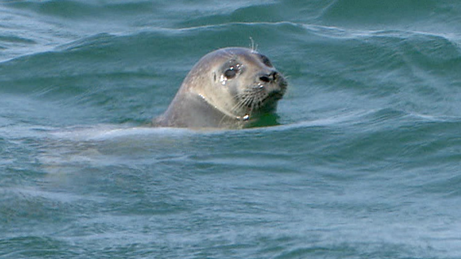 Sharks flock to Cape Cod, but fishermen fear the seals
