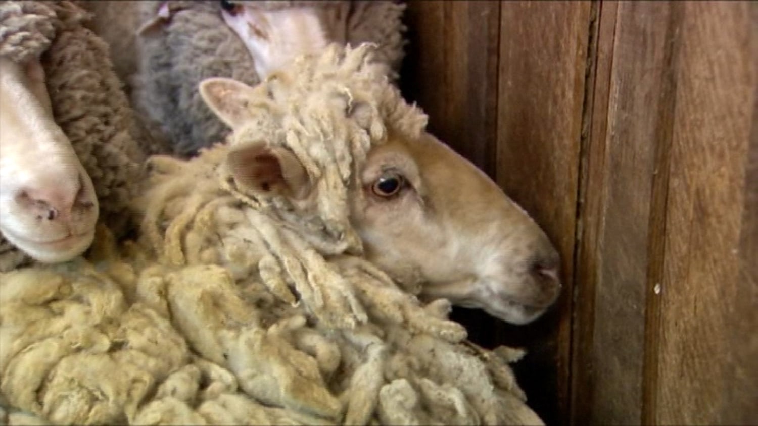 Sheila the Sheep Shorn for First Time in Six Years After Getting Lost