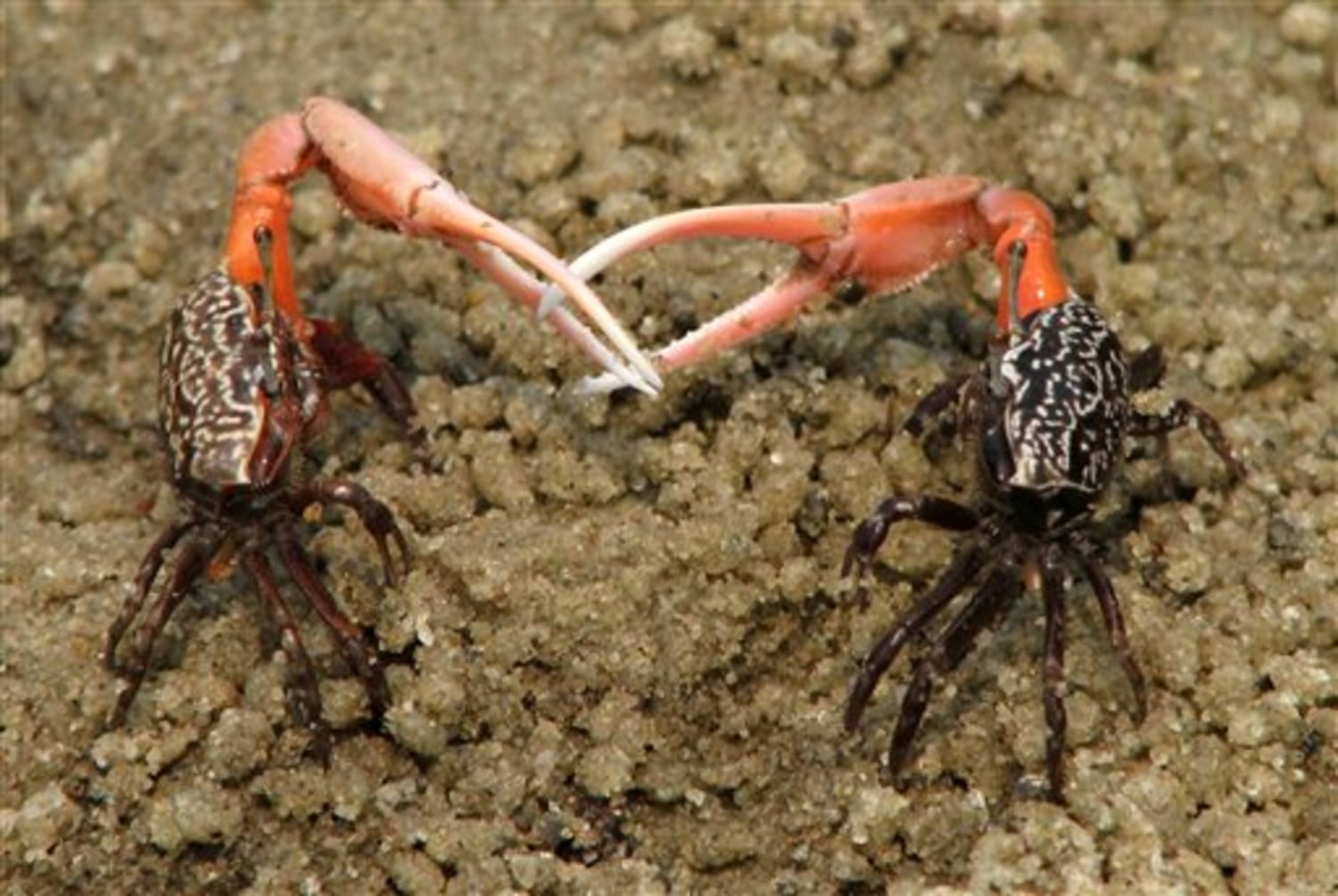 Fiddler crabs exchange sex for survival