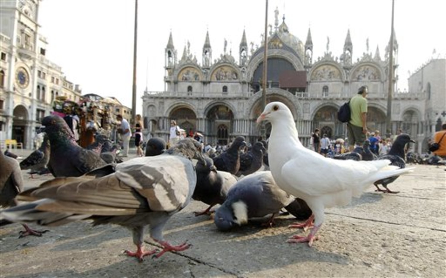 Venice confronts its vermin: 40,000 pigeons