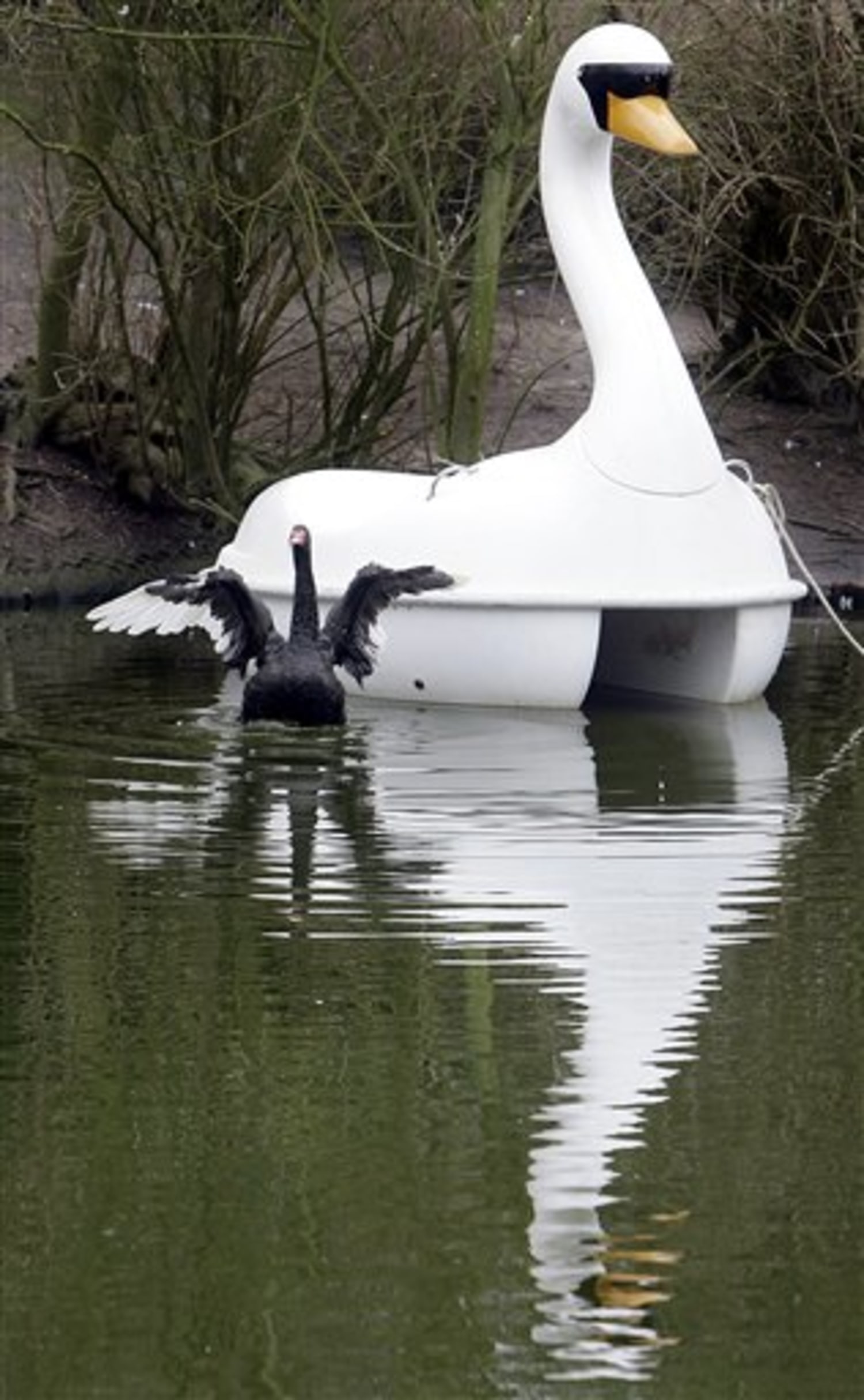 Swan's rebound fling doesn't work out