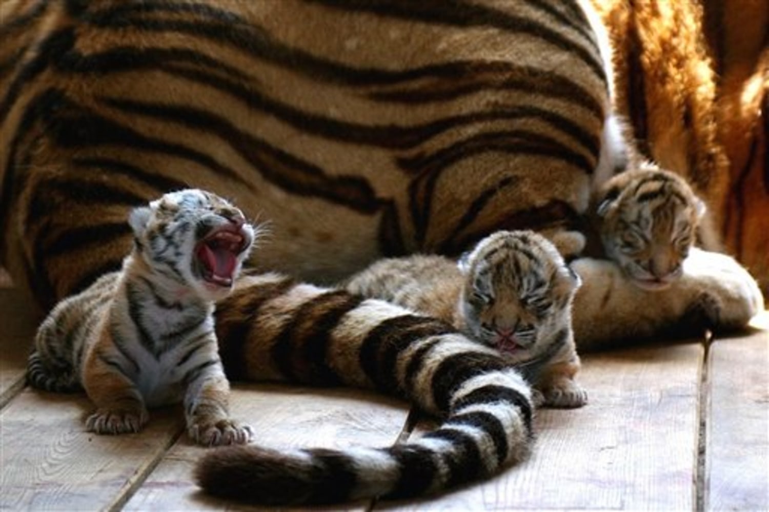 InPics: Over 10 newborn Siberian tiger cubs born in northeast China's  breeding base this year-Xinhua