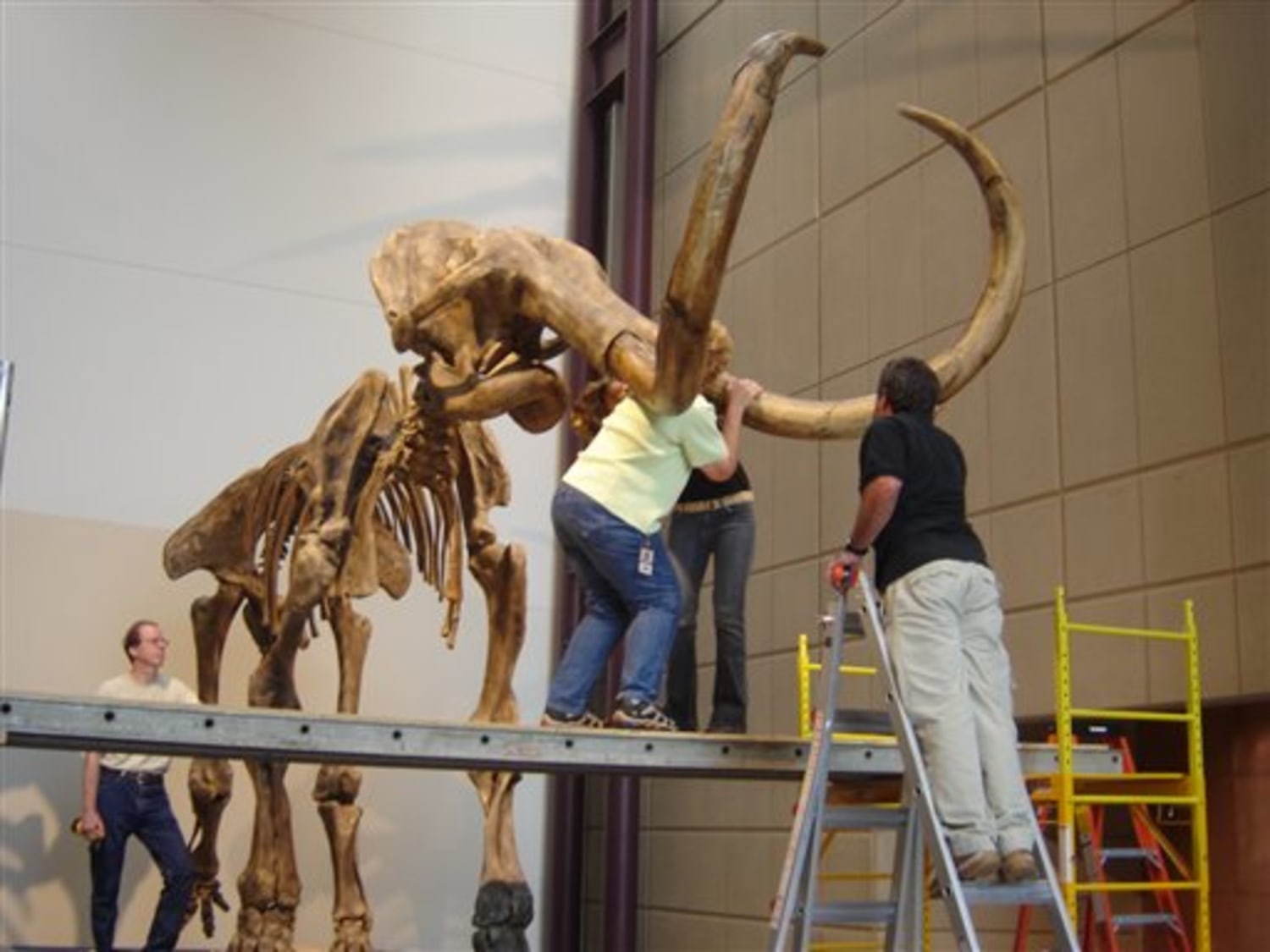 Museum unveils woolly mammoth skeleton