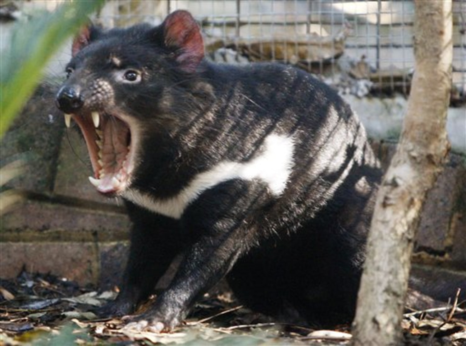 Australia lists Tasmanian devils as endangered