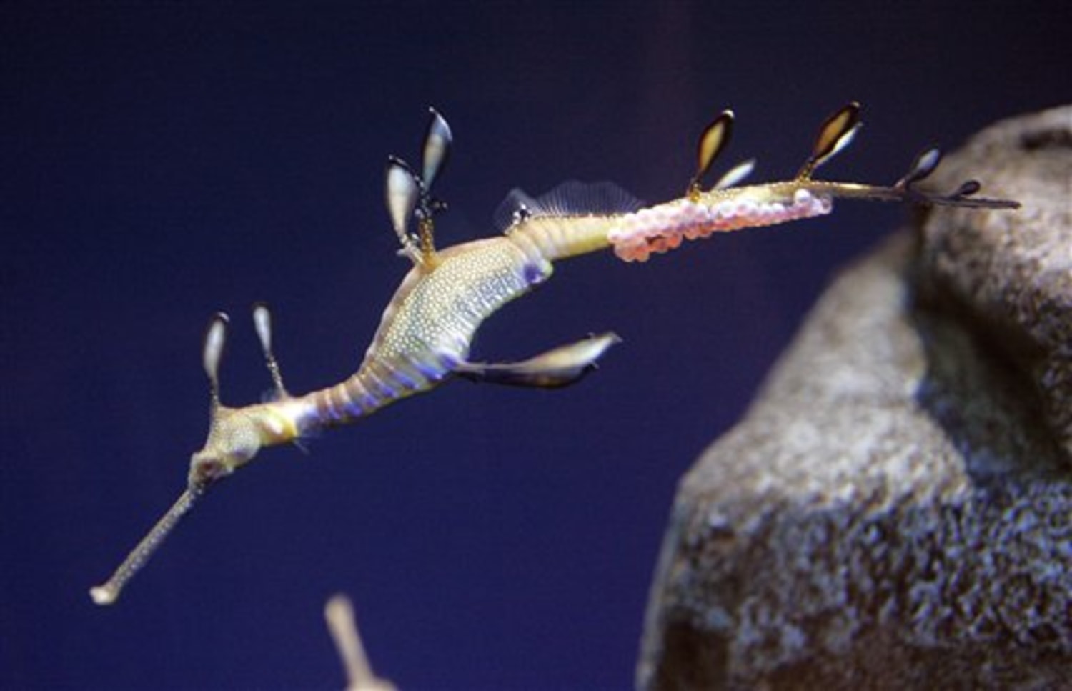 Endangered sea dragon is pregnant