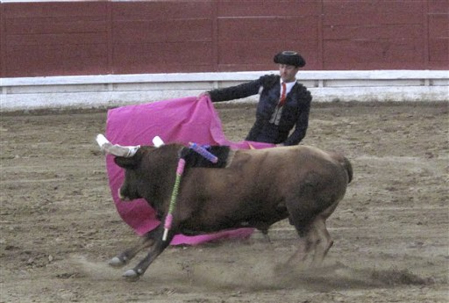 Bullfight melee renews animal-cruelty debate
