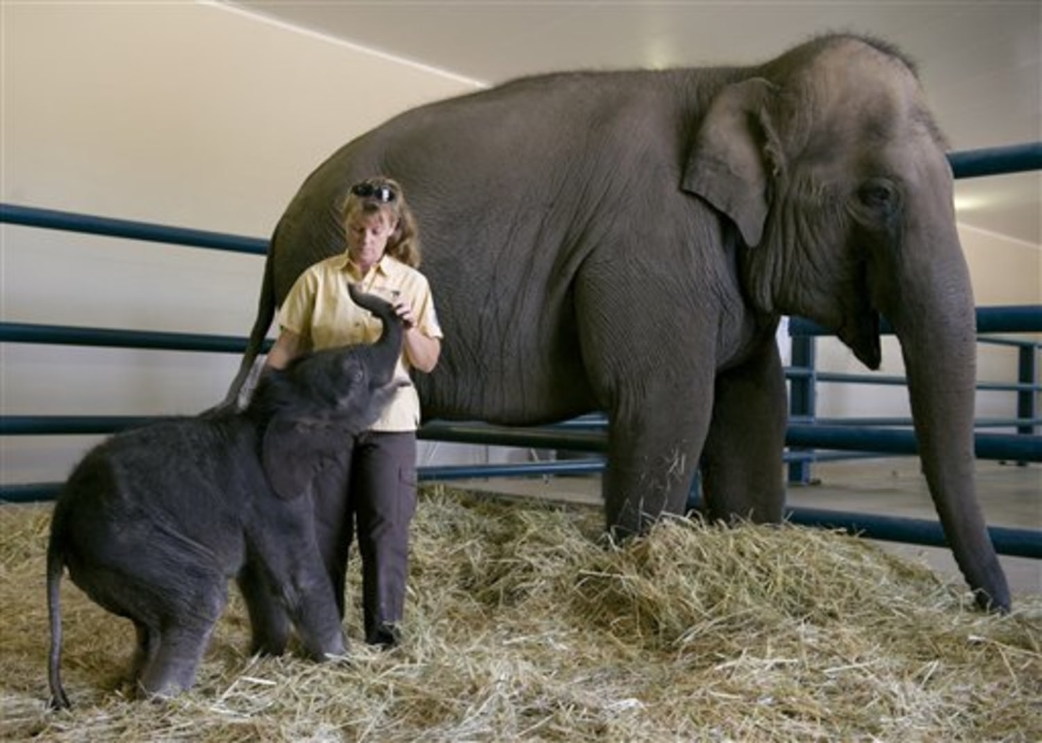 Cruelty-to-elephants circus case heads to trial