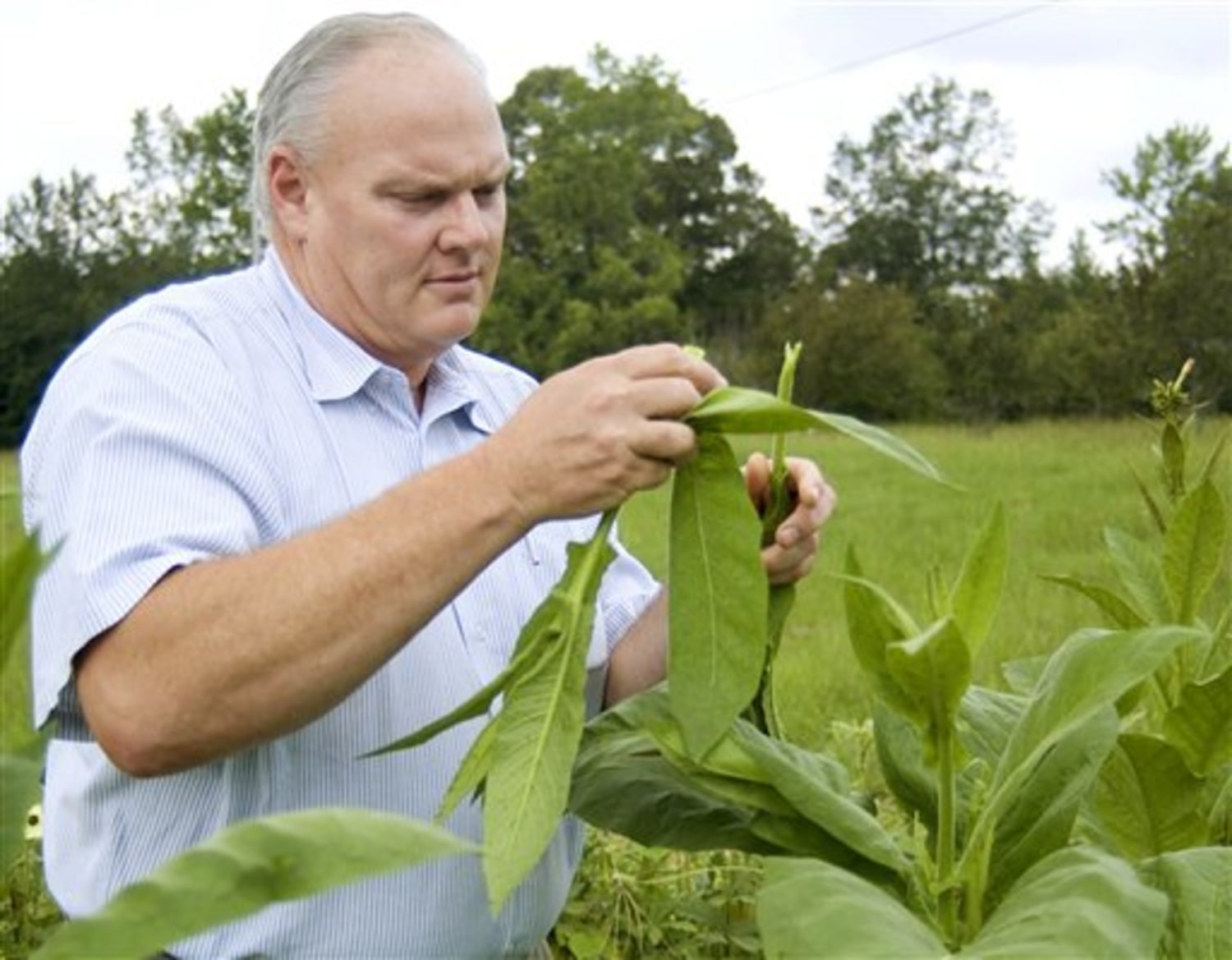 can you grow your own tobacco Fed up by expense, smokers grow own tobacco